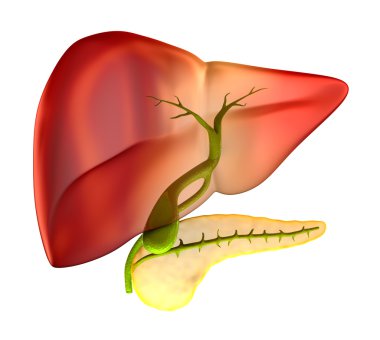 Safra kesesi kesiti gerçek insan anatomisi - beyaz izole