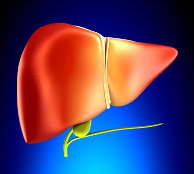 Mavi arka plan üzerinde karaciğer gerçek insan anatomisi