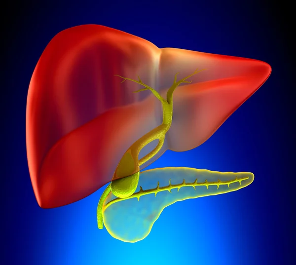 Galblaas dwarsdoorsnede echte menselijke anatomie - op blauwe pagina — Stockfoto