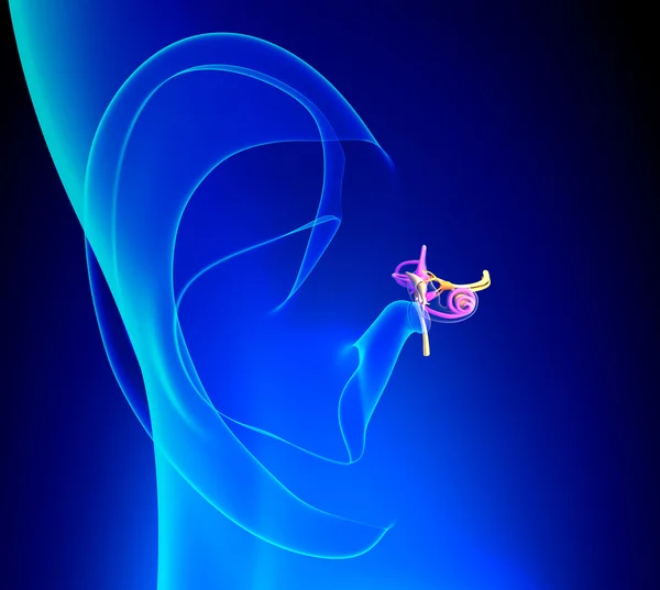 Szczegółowe anatomii ucha wewnętrznego z Pinna na niebieskim tle — Zdjęcie stockowe