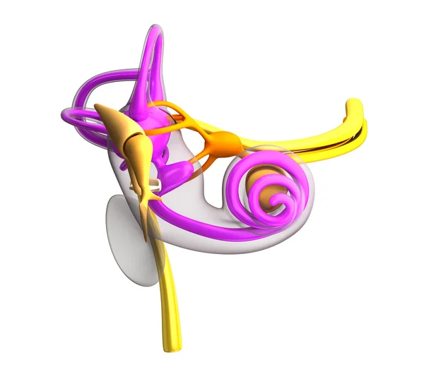 Binnenoor anatomie geïsoleerd op wit — Stockfoto