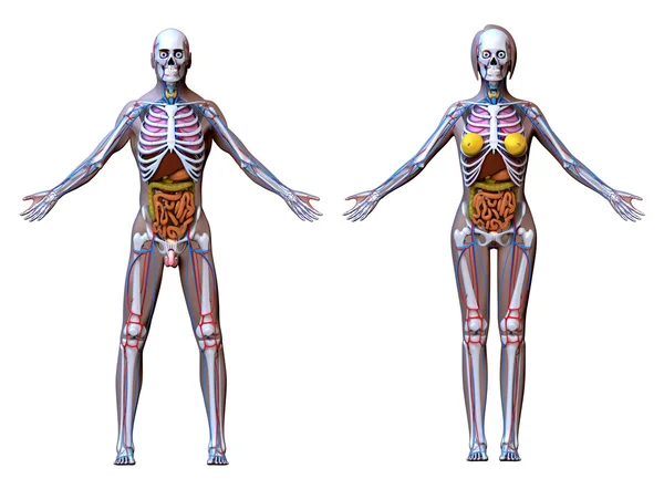 Anatomia mężczyzna kobieta - na białym tle — Zdjęcie stockowe