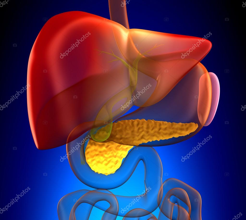 Где У Человека Поджелудочная Железа Фото