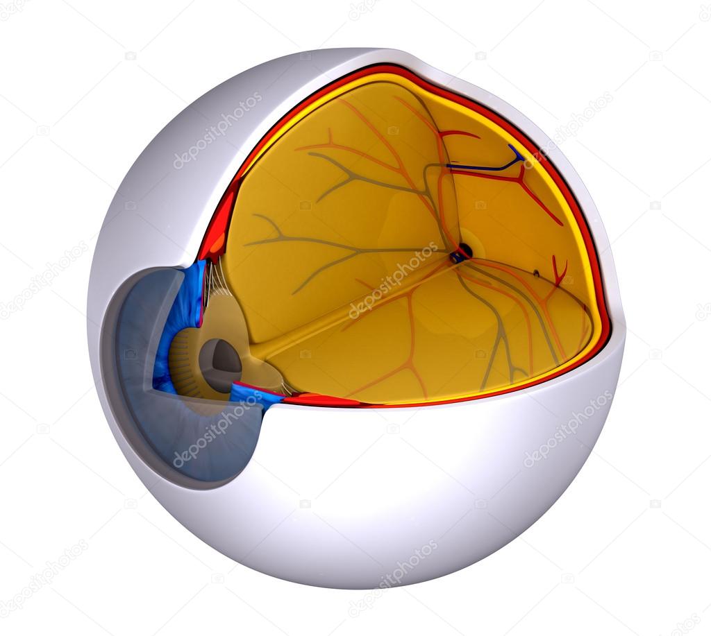 Eye Cross Section Real Human Anatomy - isolated on white