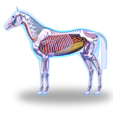 at bağ ve eklem tendon