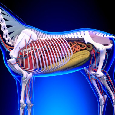 at bağ ve eklem tendon