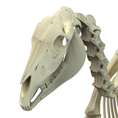 Horse Skull Cranium - Horse Equus Anatomy - isolated on white clipart