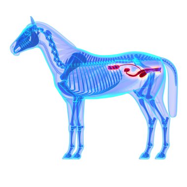 at üriner sistem üzerinde beyaz izole - at equus anatomi-