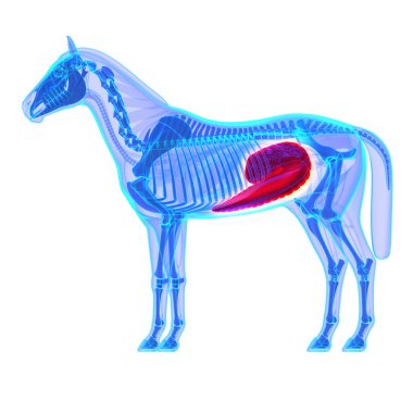 at çekum - at equus anatomi - beyaz izole