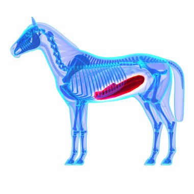 at kolon - at equus anatomi - beyaz izole