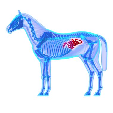 at küçük beyaz izole bağırsak - at equus anatomi-