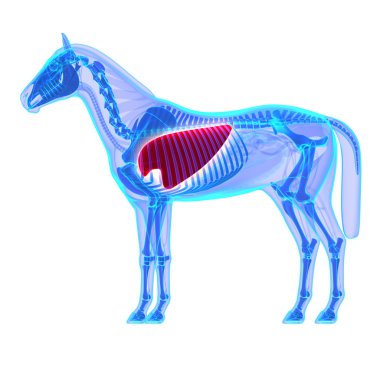at akciğerler - at equus anatomi - beyaz izole