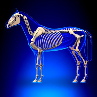 Horse Skeleton - Horse Equus Anatomy - on blue background clipart