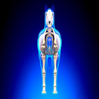Horse Skeleton Front View - Horse Equus Anatomy - on blue backgr clipart
