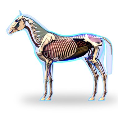 at bağ ve eklem tendon