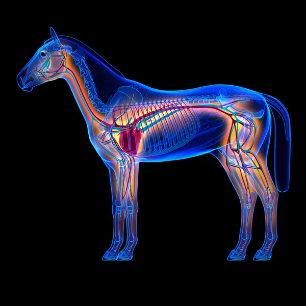 Corazón de Caballo con Sistema Circulatorio - Equus Anatomía de Caballo en bla — Foto de Stock