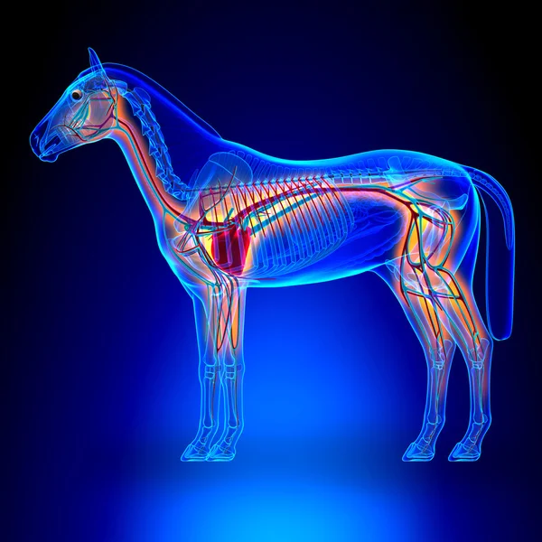 Άλογο καρδιά με το κυκλοφορικό σύστημα - άλογο equus ανατομία σε blu — Φωτογραφία Αρχείου