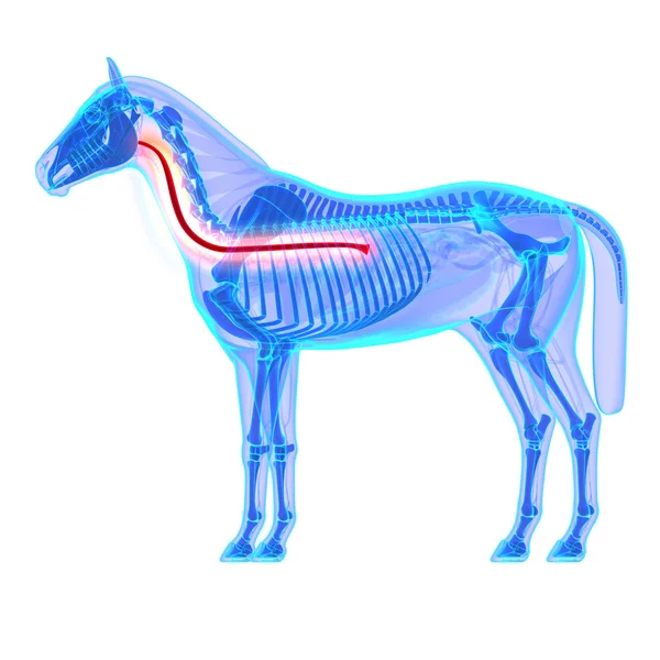 Esófago de Cavalo - Anatomia do Equus de Cavalo - isolado em branco — Fotografia de Stock