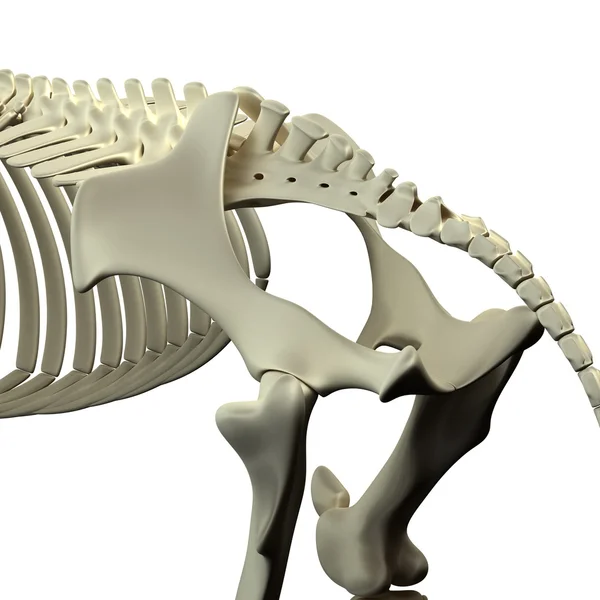 Pferdebecken - Pferdeequus Anatomie - isoliert auf weiß — Stockfoto