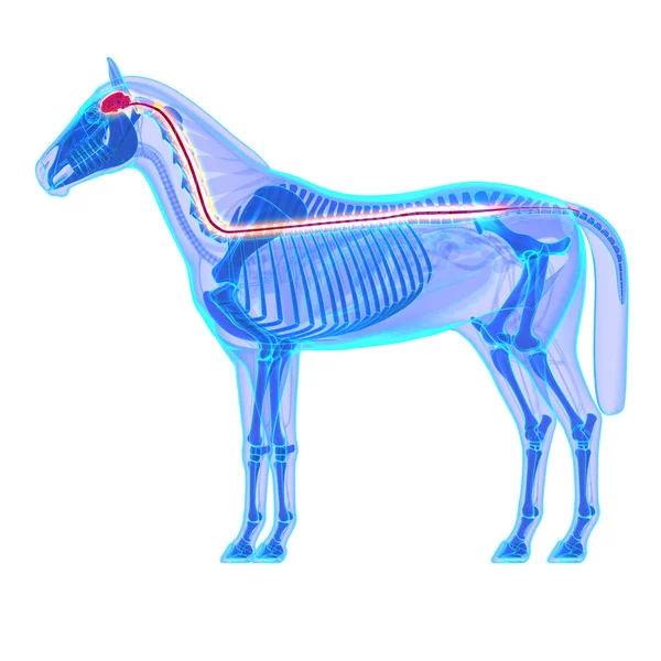 Pferdehirn und Rückenmark - Pferdeequus-Anatomie - isoliert auf — Stockfoto