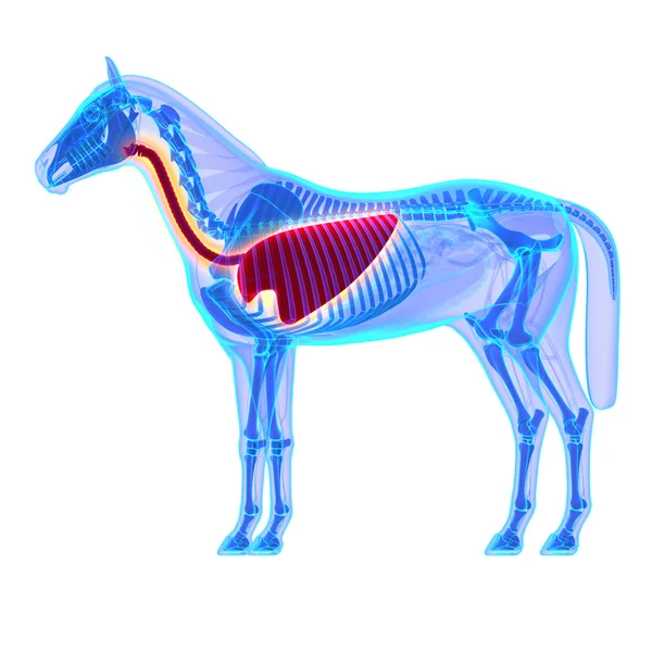 Tórax Caballo - Equus Anatomía Caballo - aislado en blanco — Foto de Stock