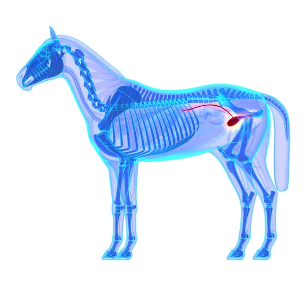 Uretra de la vejiga del caballo - Equus Anatomía del caballo - aislado en blanco — Foto de Stock
