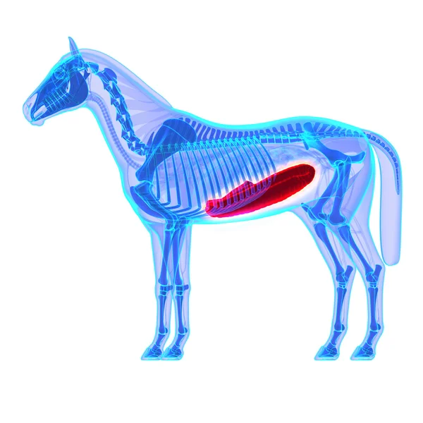 Cavallo Colon Equus Anatomy isolato su bianco — Foto Stock