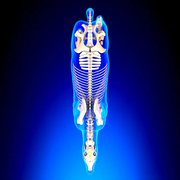 马骨架顶视图-马雅科仕解剖-上蓝色酒泉 — 图库照片