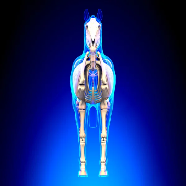 Caballo Esqueleto Vista frontal - Caballo Equus Anatomía - sobre fondo azul — Foto de Stock