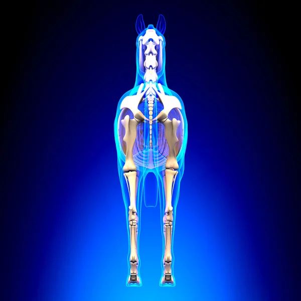 Horse Skeleton Back View - Horse Equus Anatomy - on blue backgro — Stock Photo, Image