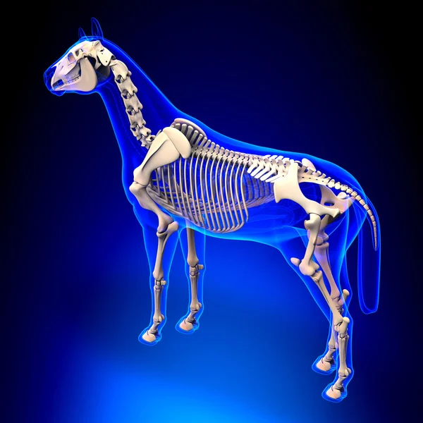 Pferdeskelett - Pferdeequus Anatomie - auf blauem Hintergrund — Stockfoto