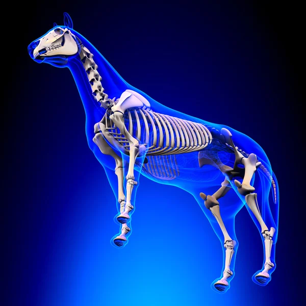 馬の靭帯や関節の腱 — ストック写真