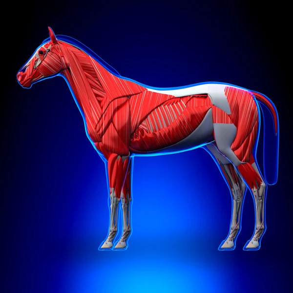 Músculos de Cavalo - Anatomia do Equus de Cavalo - sobre fundo azul — Fotografia de Stock