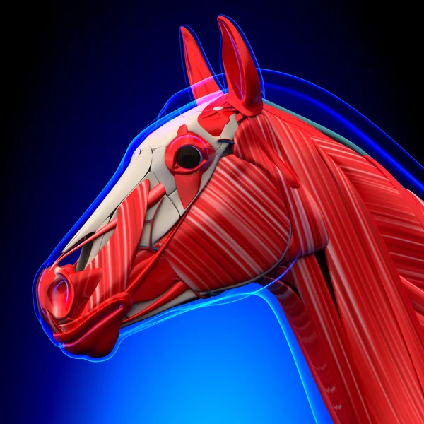 Muscoli della testa di cavallo - Equus Equus Anatomy - su sfondo blu — Foto Stock