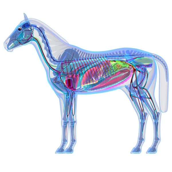 Anatomía del caballo - Anatomía interna de un caballo — Foto de Stock