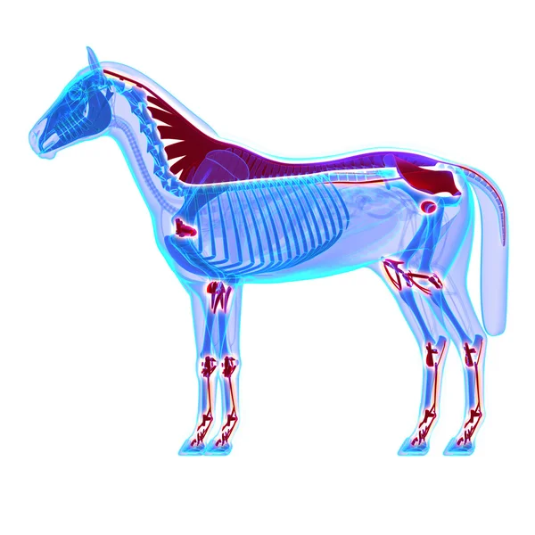 Horse Ligaments and Joints Tendons — Stock Image Horse Ligaments and Joints Tendons Stock Image