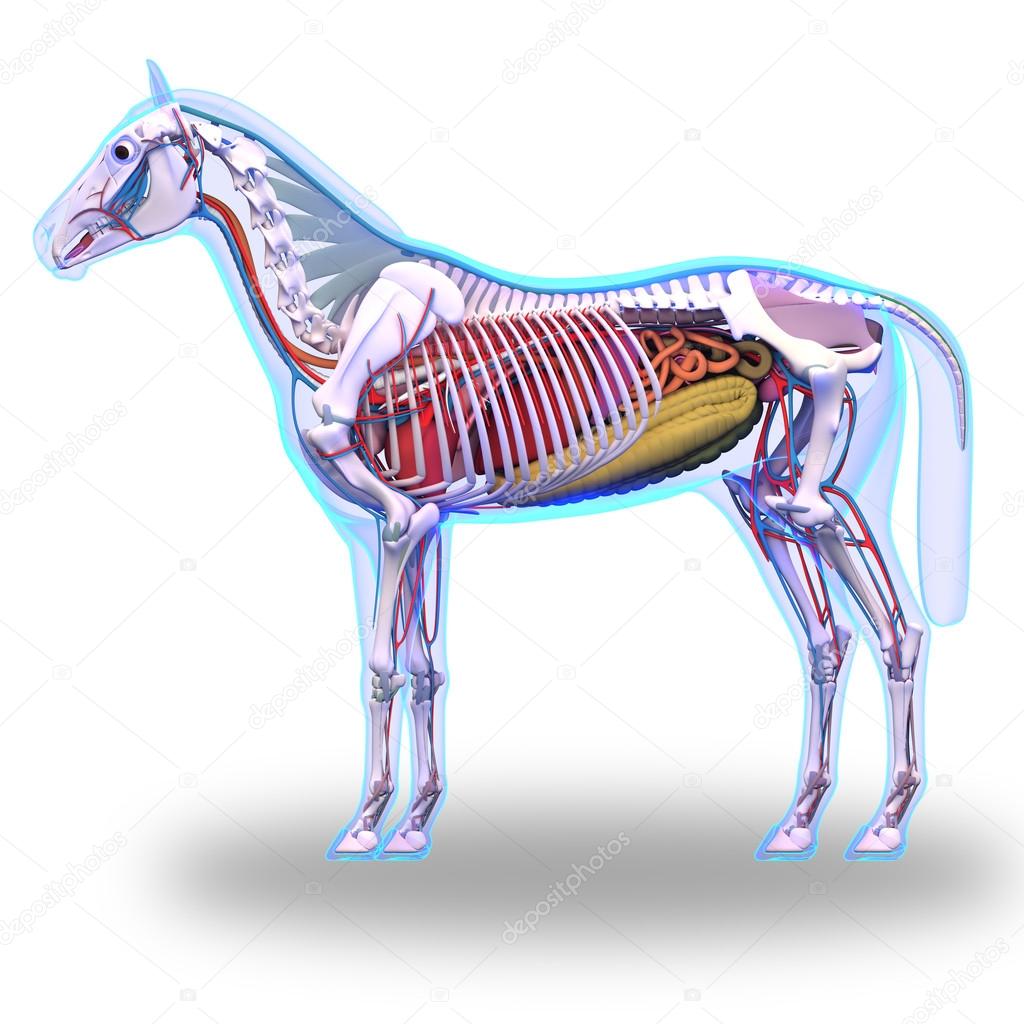 Horse Ligaments and Joints Tendons — Stock Photo © decade3d 75786777