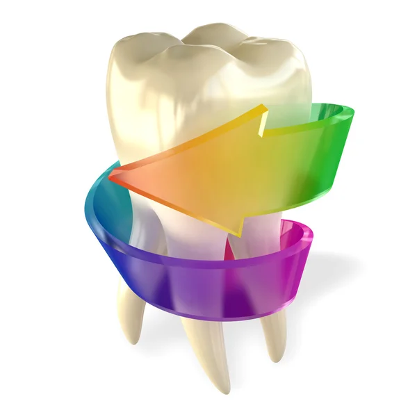Зубной коренной здоровый изолированный на белом — стоковое фото