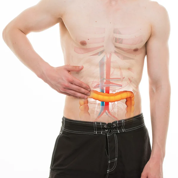 Bauchschmerzen - Darmbeschwerden rechte Seite - echte Anatomie — Stockfoto