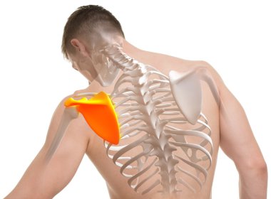 Kürek kemiği adam beyaz izole anatomisi