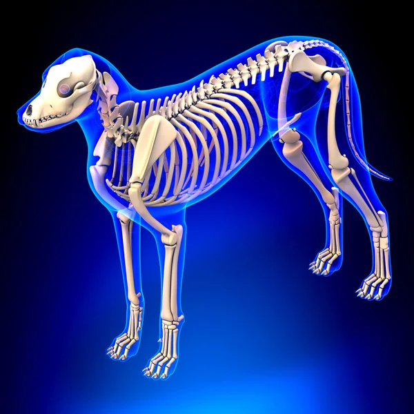 Squelette De Chien Canis Lupus Familiaris Anatomie Vue En Perspective Medecine La Vie Stock Photo Squelette De Chien Canis Lupus Familiaris Anatomie Vue En Perspective Medecine La Vie Stock Photo