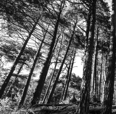 Rüzgâr tarafından eğilmiş ağaçlar, siyah ve beyaz.