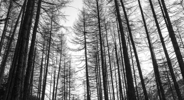 Kışın yüksek dağlarda kayın ormanı, Levigno, İtalya