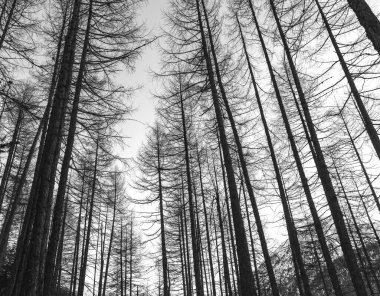 Kışın yüksek dağlarda kayın ormanı, Levigno, İtalya