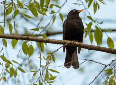 Daldaki karatavuk. Serçeden sonra, karatavuk İtalya ve Avrupa 'da en yaygın ve yaygın geçen kuş.