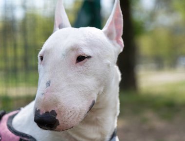 Beyaz minyatür boğa teriyeri