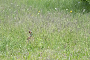 Çimenlerin arasına gizlenmiş sülün. Po, Cremona nehrinin yanında..
