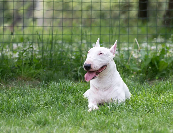 Weißer Miniatur Bullterrier — Stockfoto