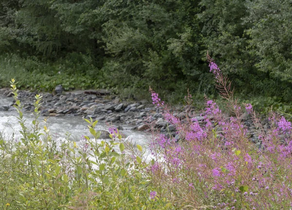 Pink Flowers Mountain Stream Edge — Stock Photo, Image