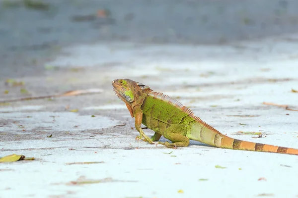 Grüner Leguan Leguan Iguana Überquert Eine Straße Ding Darling National — Stockfoto